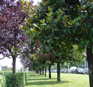 Viale Centro Commerciale